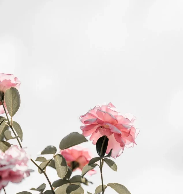 Harper’s Bazaar India | Best Beauty Power Facials